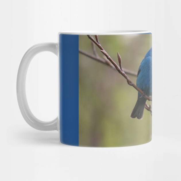 Indigo Bunting No.4 by MaryLinH